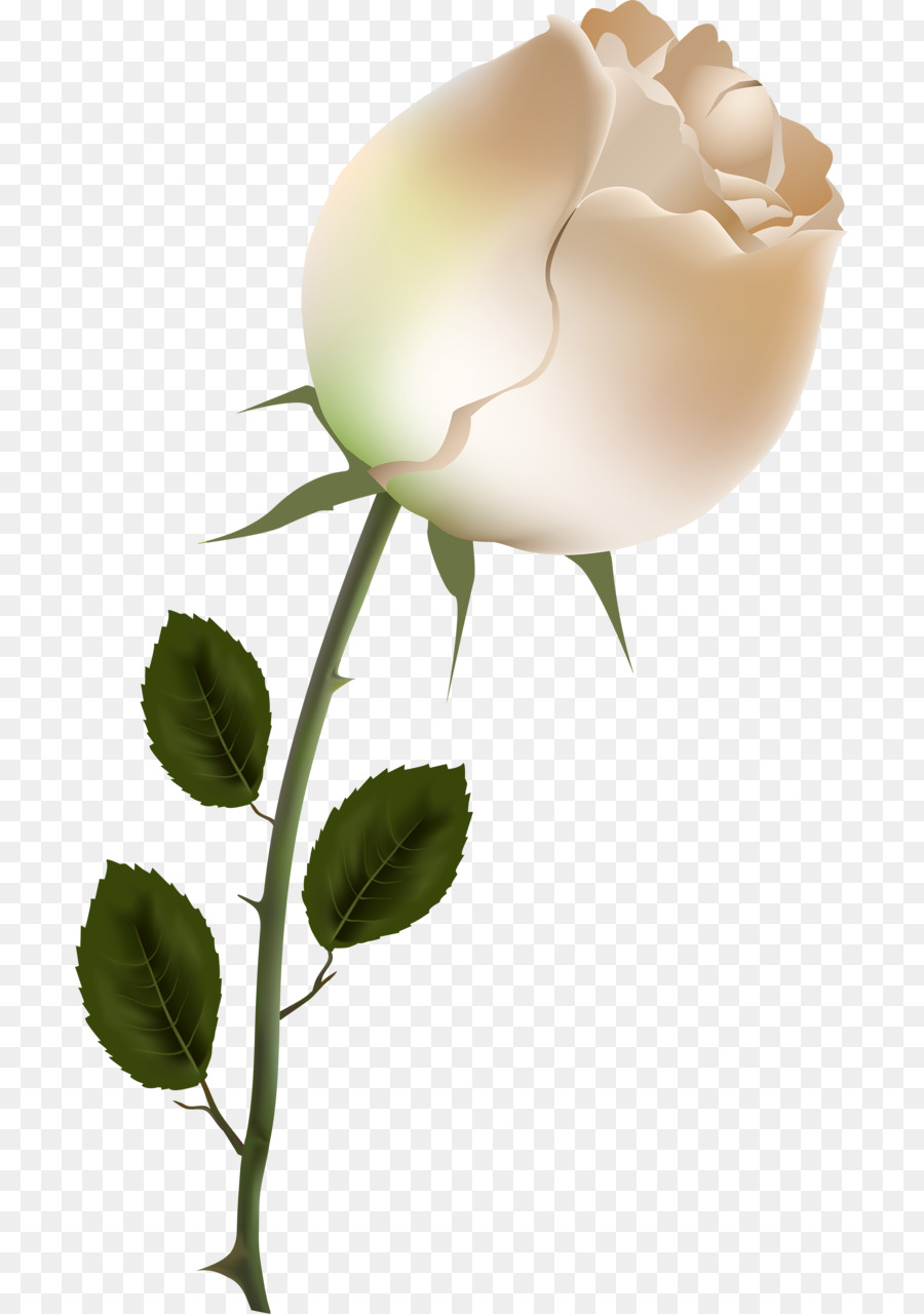 Rosa Branca，Tronco PNG