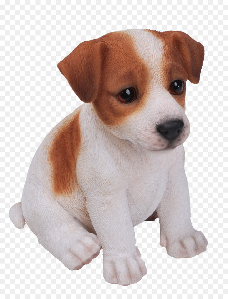 Jack Russell Terrier，Filhote De Cachorro PNG