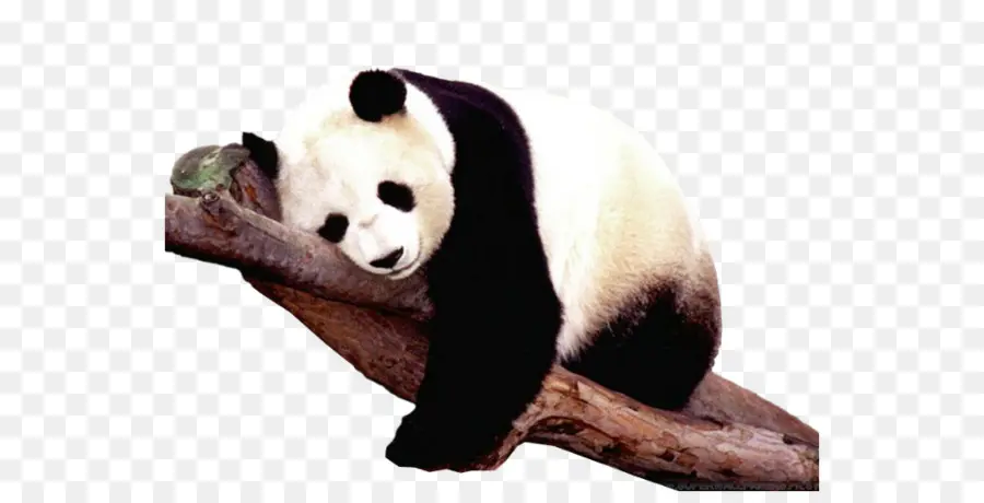 Panda，Urso PNG