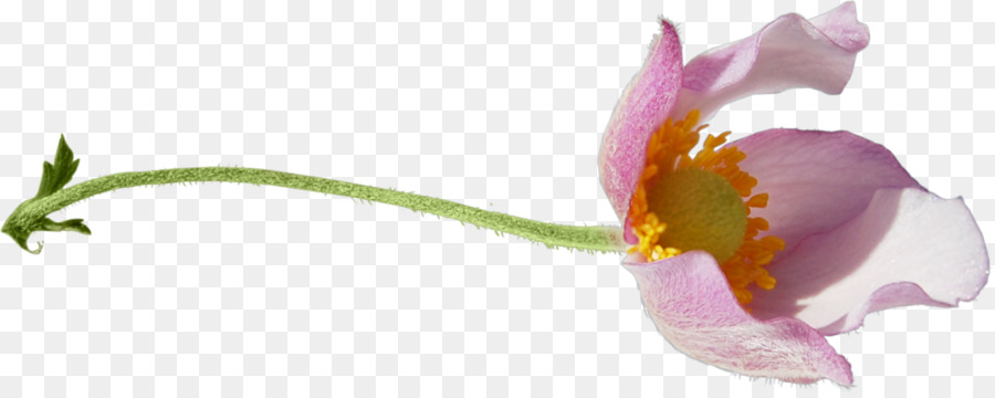 Tulip，Flor PNG