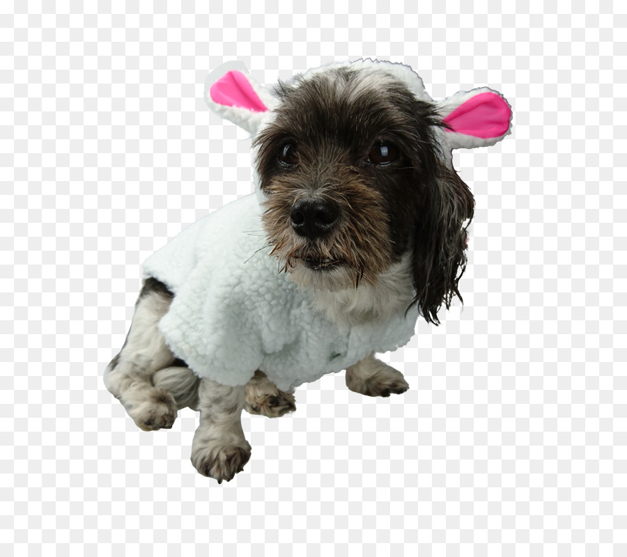 Schnoodle，Filhote De Cachorro PNG