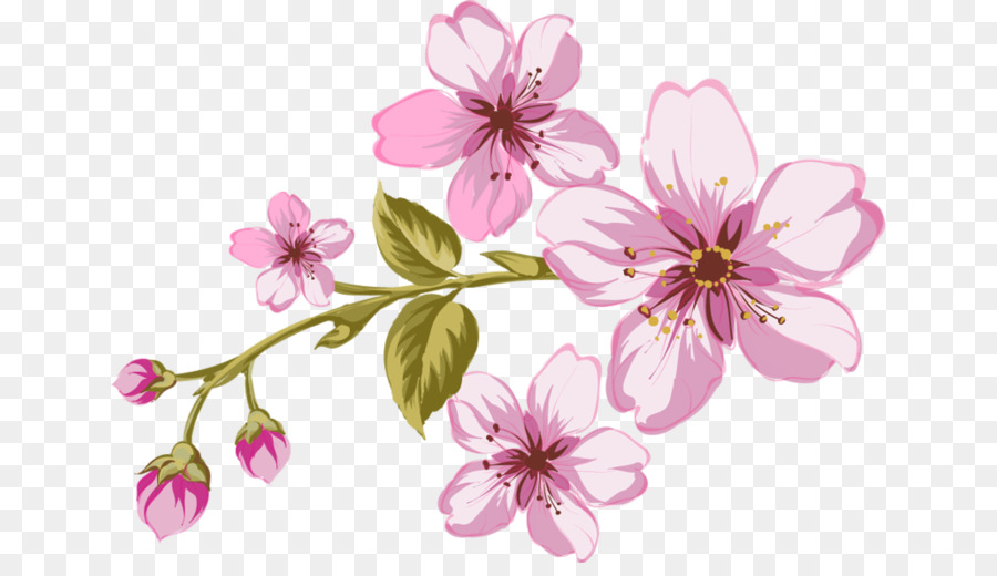 Flor，Florescer PNG