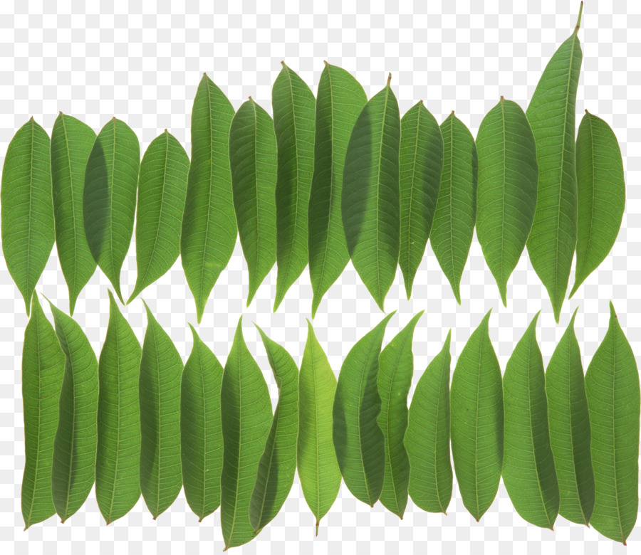 Folha Verde，Natureza PNG