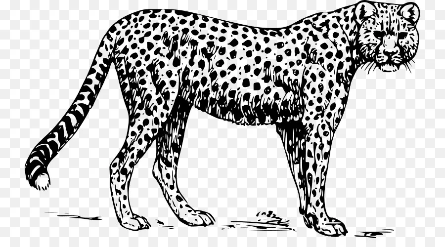 Cheetah，Leopard PNG