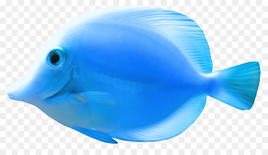 Peixinho，Peixe PNG