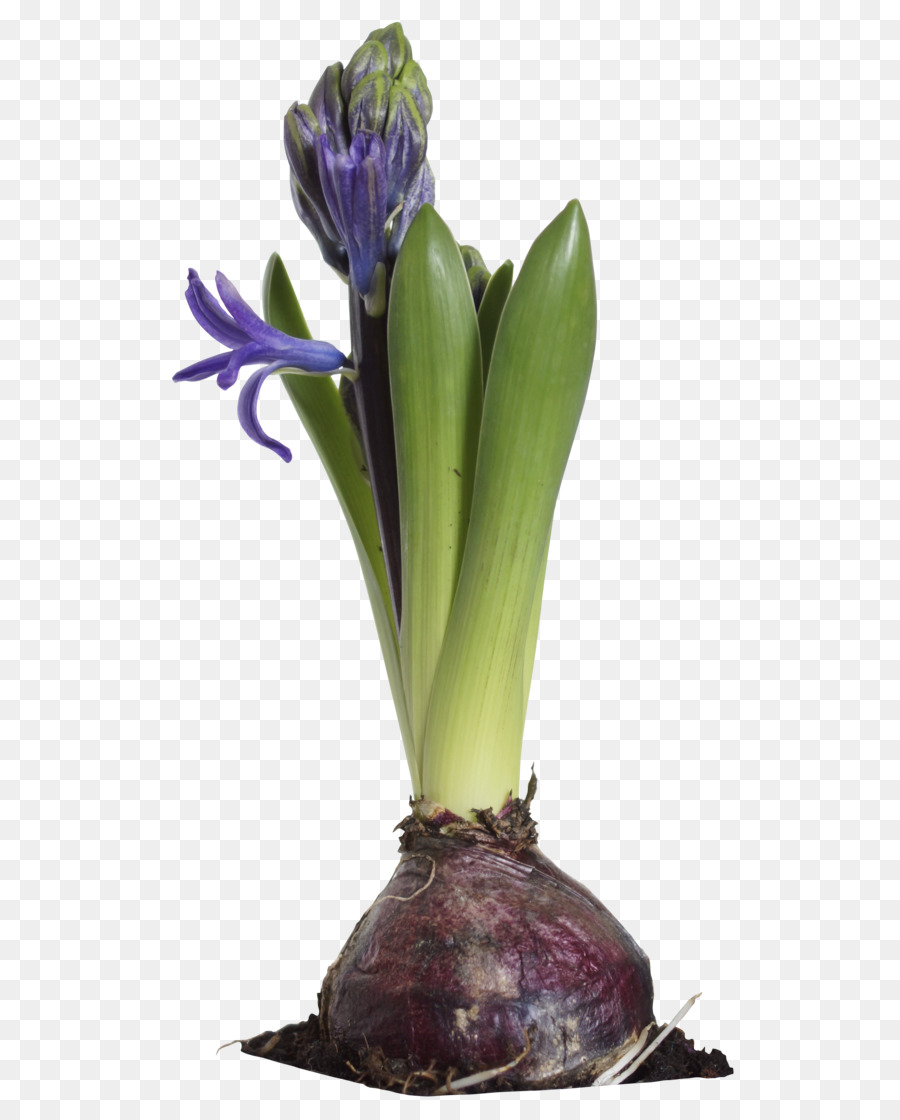 Bulbo De Flor，Florescer PNG