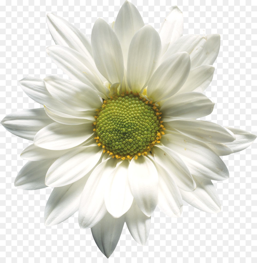 Margarida，Branco PNG