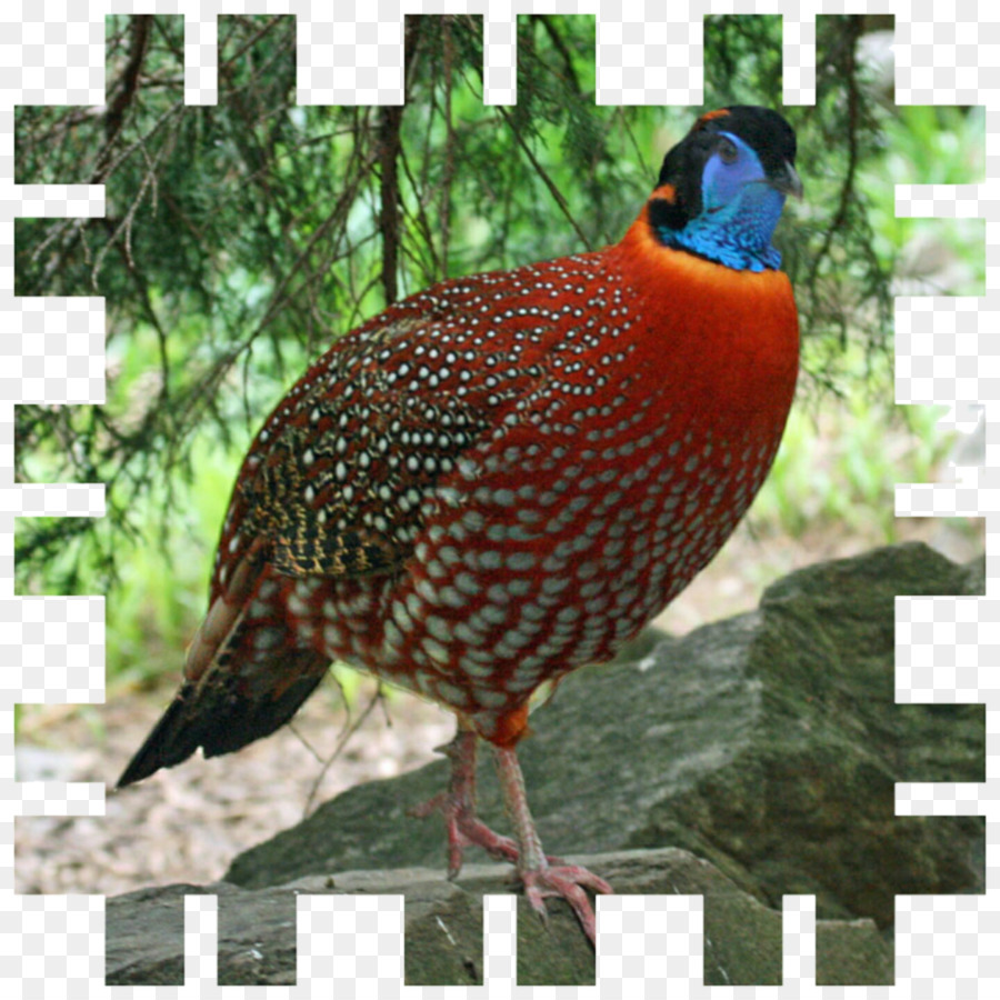 Aves，Temminck Do Tragopan PNG