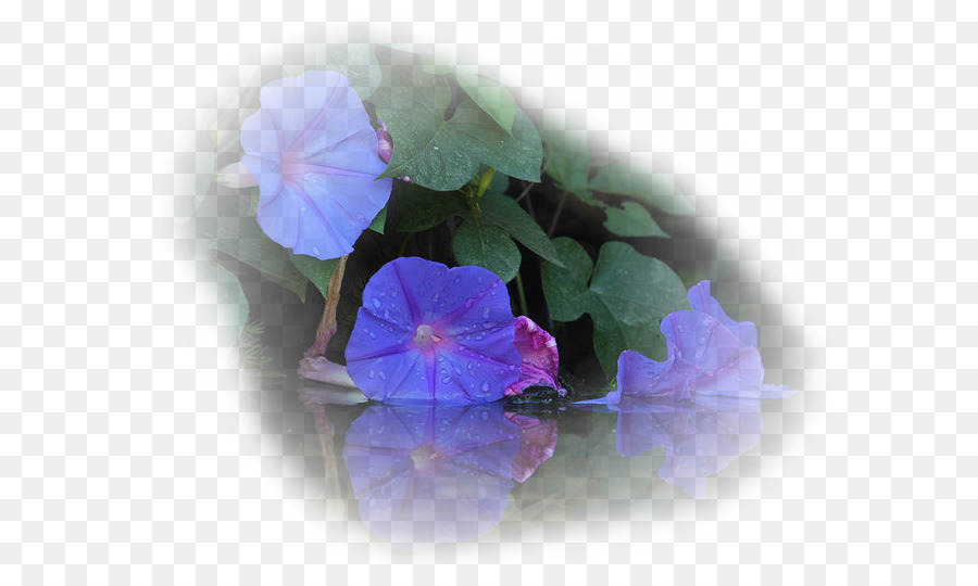 Ipomoea Violacea，Glória Da Manhã PNG