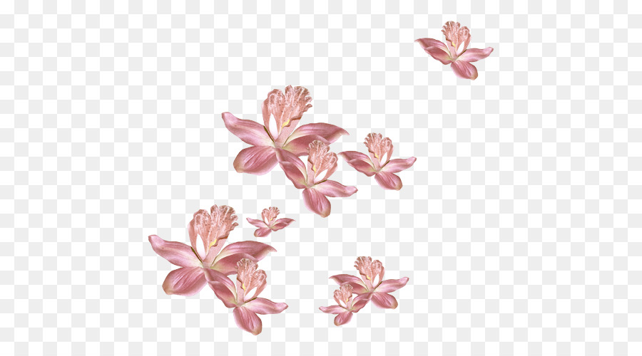 Flores Cor De Rosa，Florescer PNG