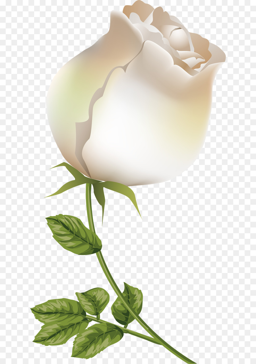 Rosa Branca，Tronco PNG