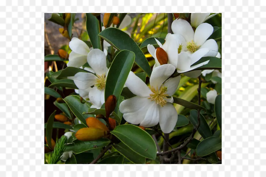 Flor，Planta PNG