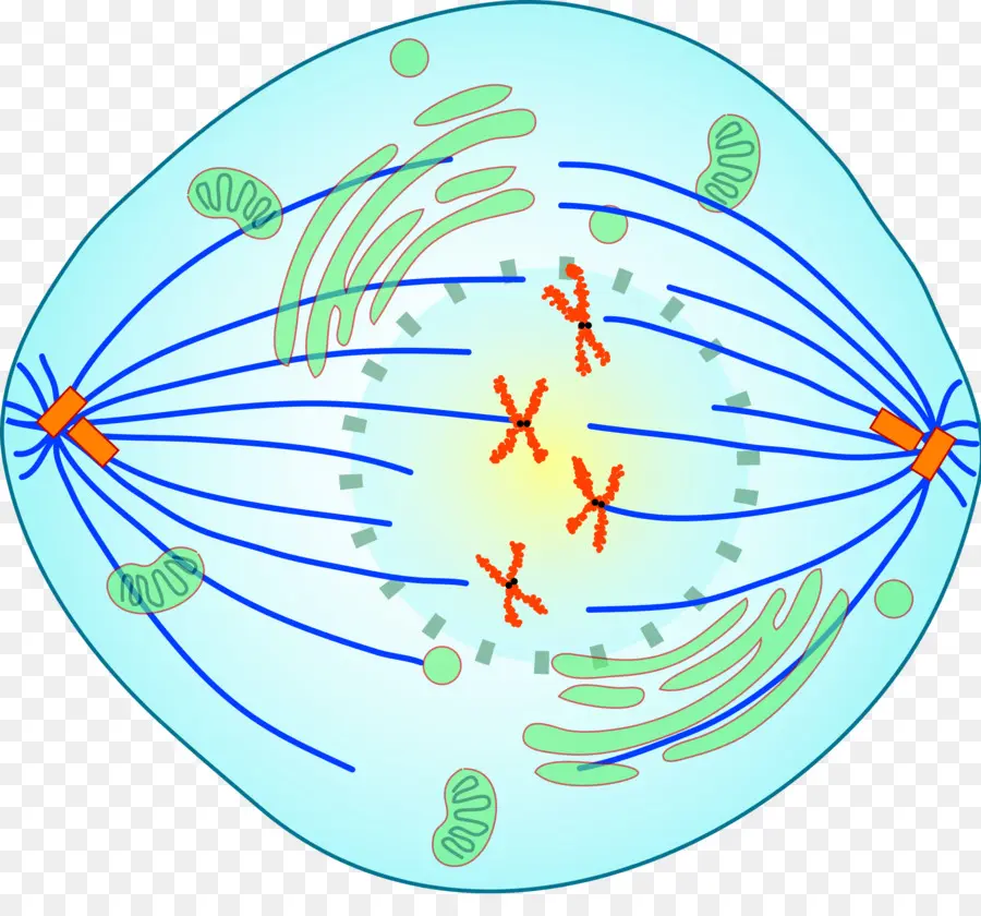 Prometafase，Mitose PNG