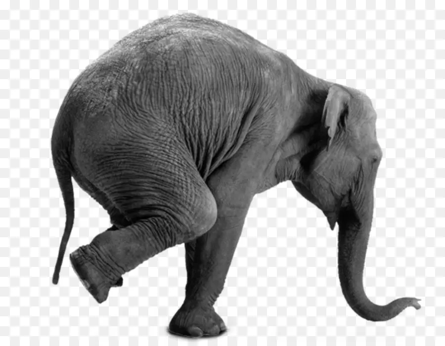 Elefante Equilibrando，Truque PNG