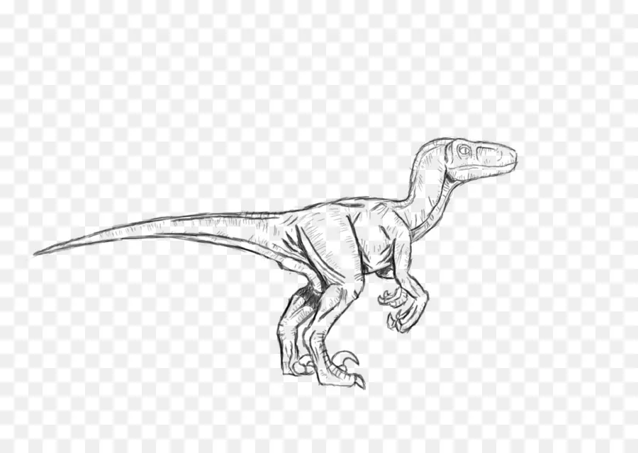 Velociraptor，Troodon PNG