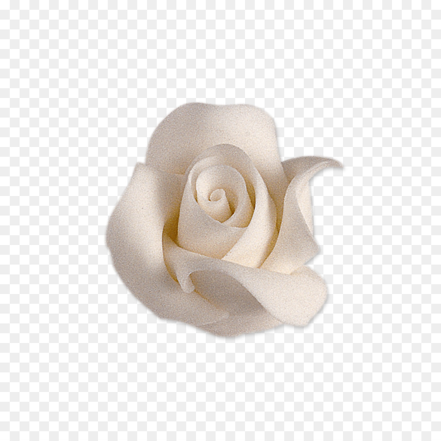 Rosa Branca，Florescer PNG