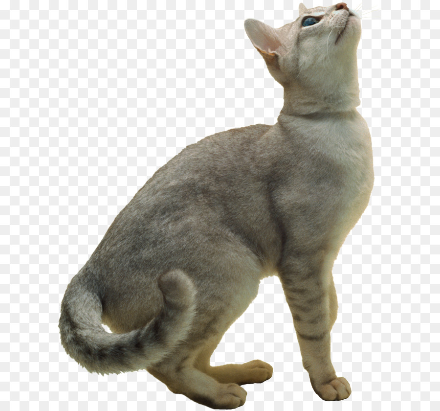 Burmilla，Gato Persa PNG