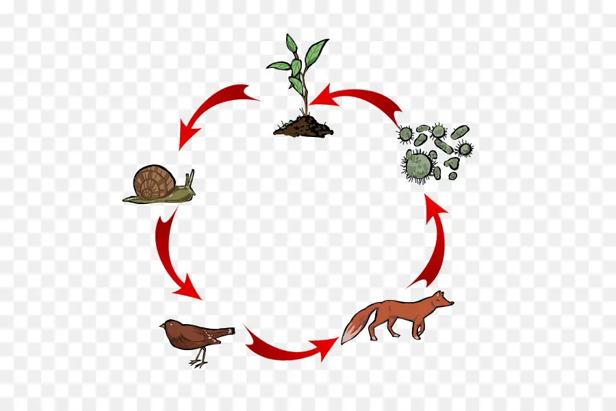 Cadeia Alimentar，Heterotroph PNG