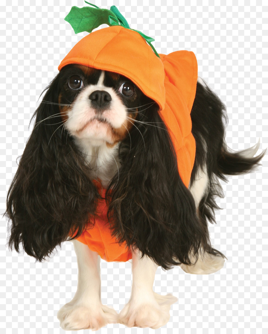 Cavalier King Charles Spaniel，Filhote De Cachorro PNG