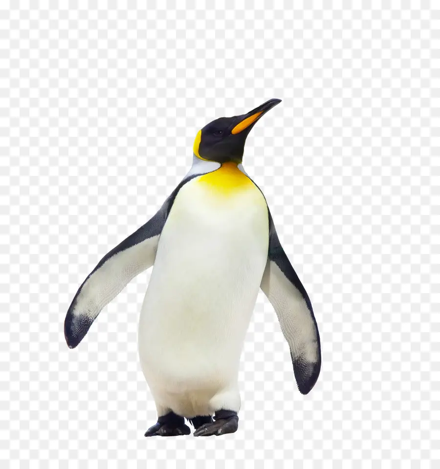 Cfe Superior Do Curso De Geografia Notas，Penguin PNG