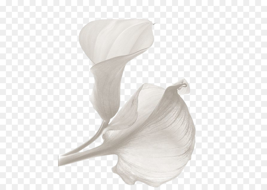 Calla Lírio，Flor PNG