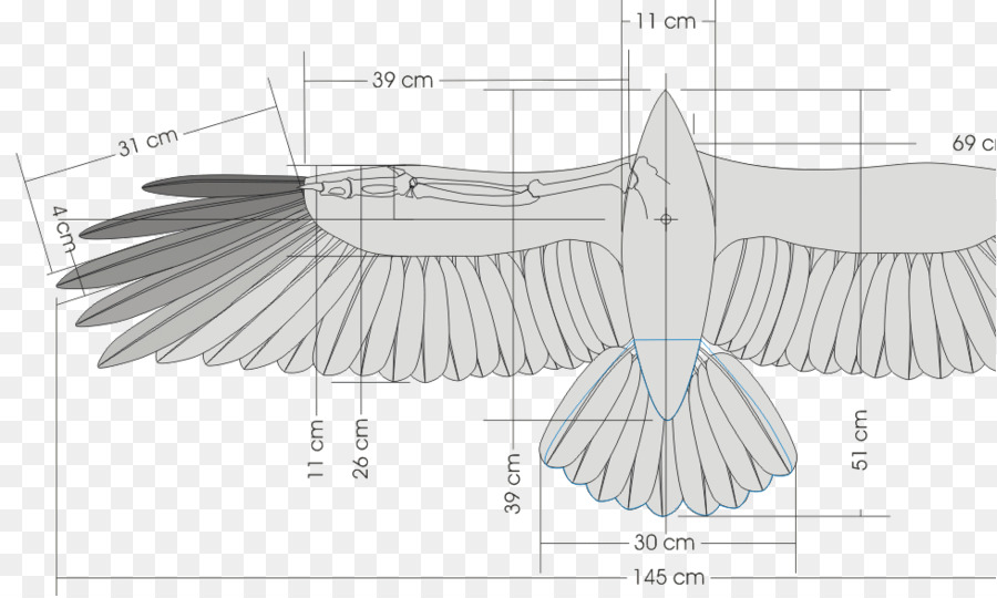 Aves，Asa PNG