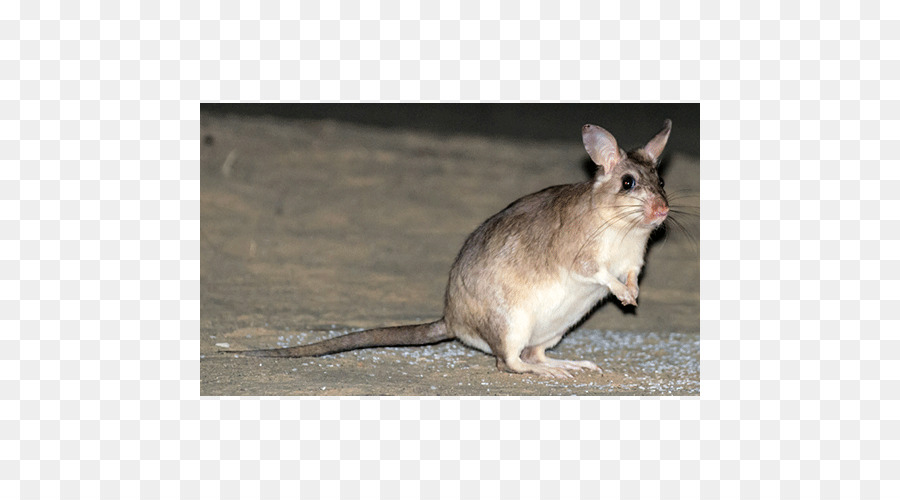 Gerbil，Leirão PNG