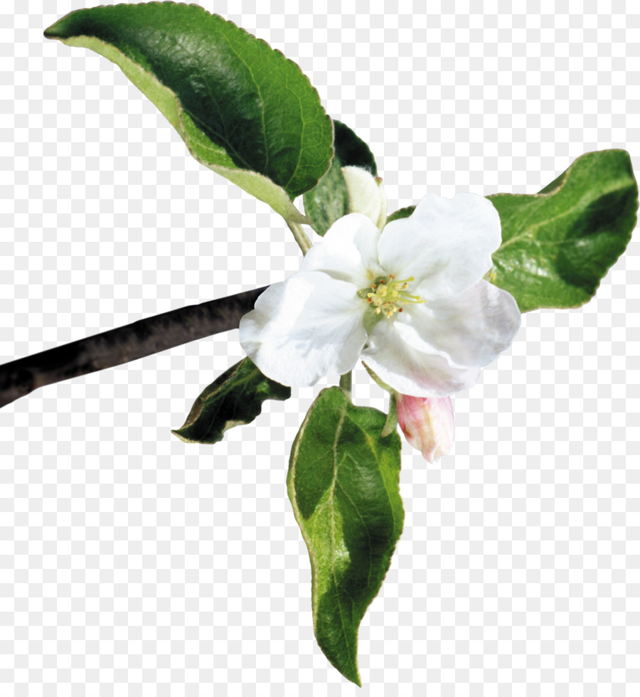 Flor，Maçãs PNG