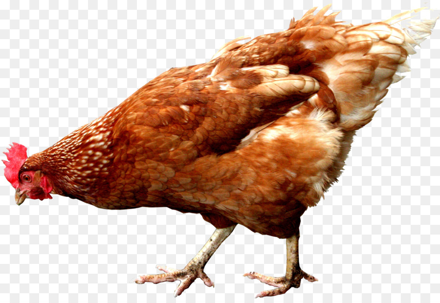 Frango，Galinha PNG