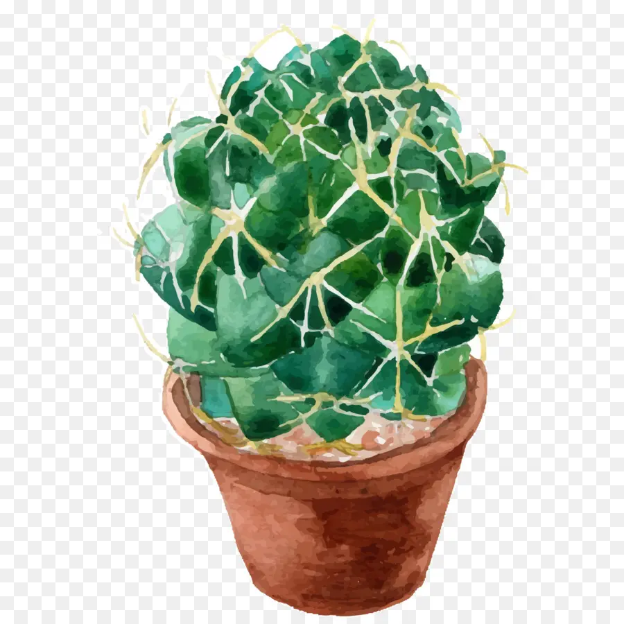 Cactaceae，Pintura Em Aquarela PNG