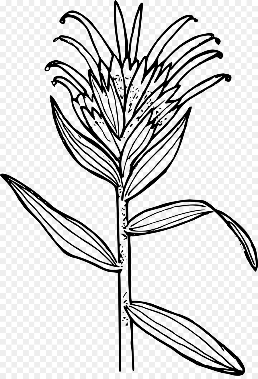 Castilleja Miniata，Livro De Colorir PNG