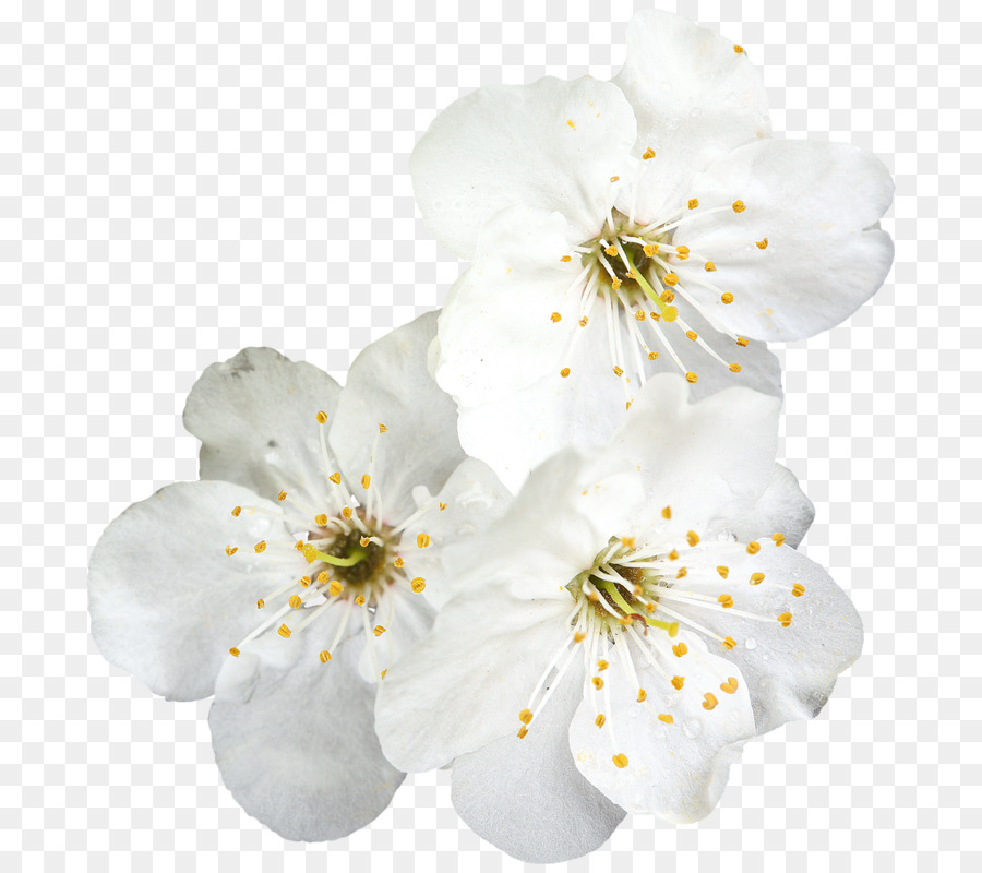 Flores Brancas，Florescer PNG