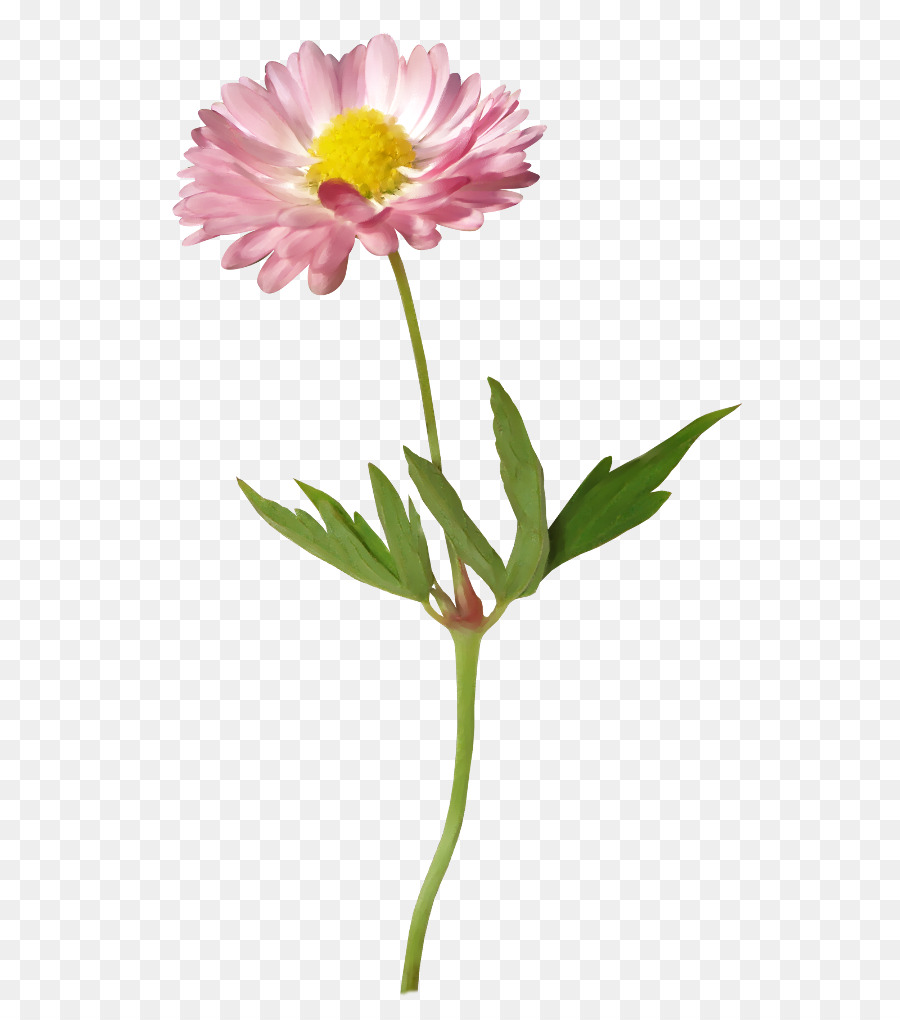 Flor Rosa，Florescer PNG