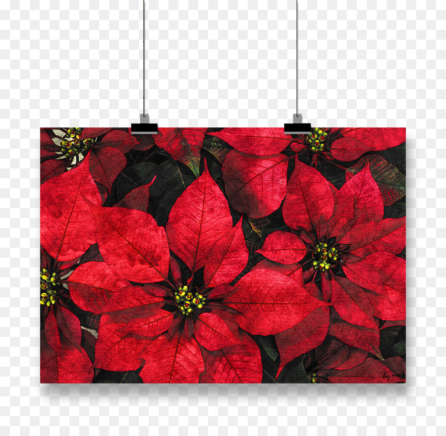 Papel，Poinsettia PNG