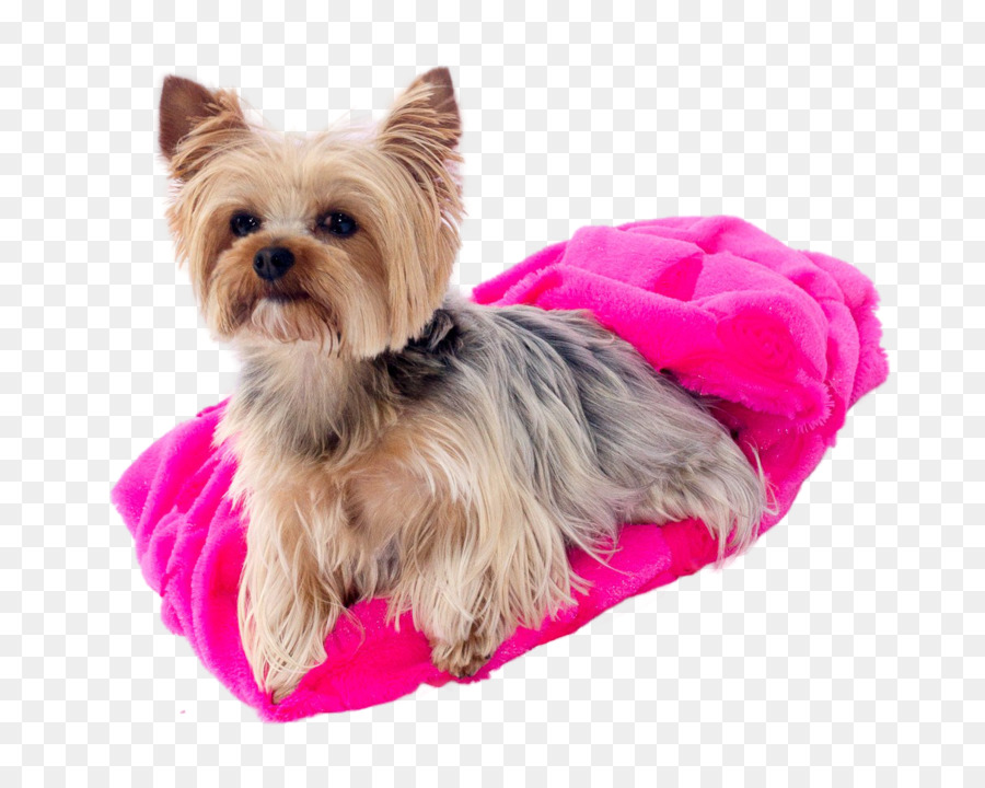 Yorkshire Terrier，Australiano Silky Terrier PNG