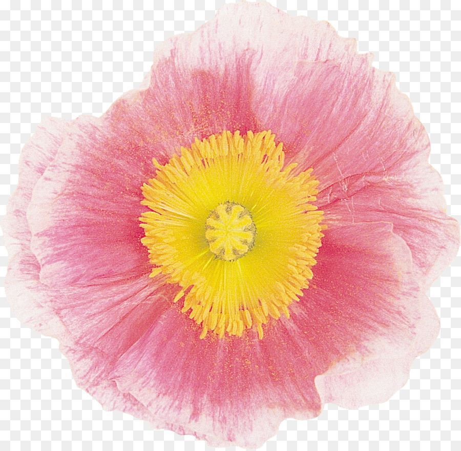 Flor De Hibisco，Flor PNG