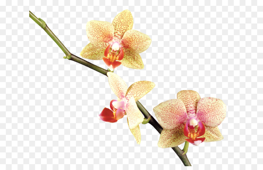 Orquídea Vermelha，Plantar PNG