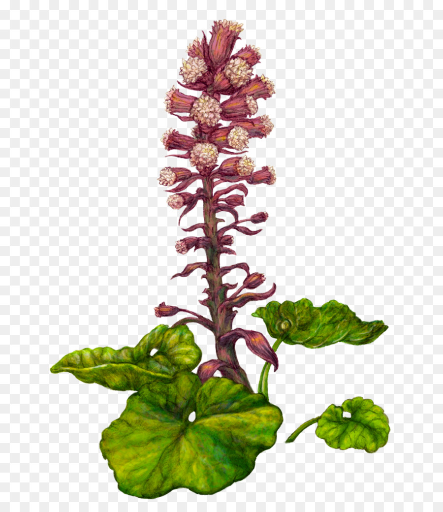 Planta Com Flores，Flor PNG