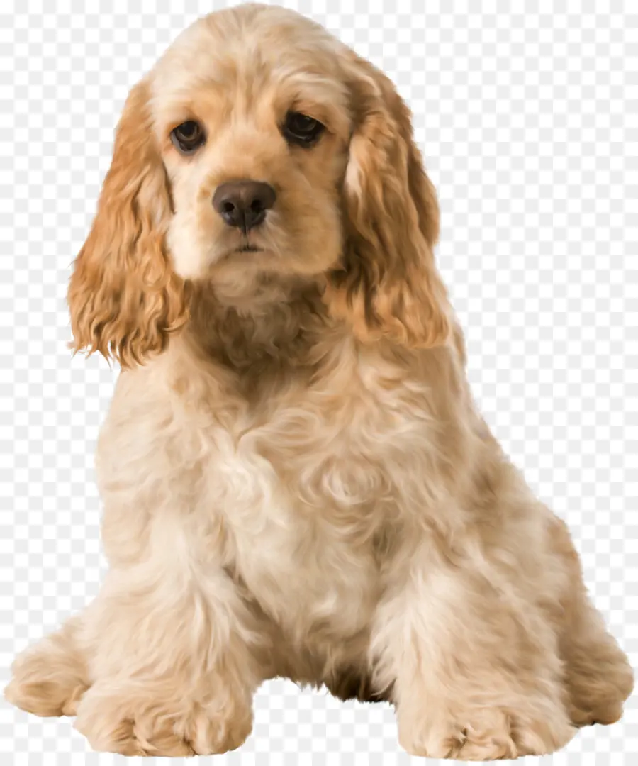 Filhote De Cachorro，Bonitinho PNG