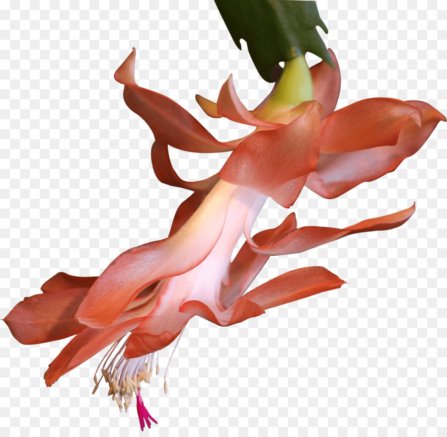 Tshirt，Cactaceae PNG