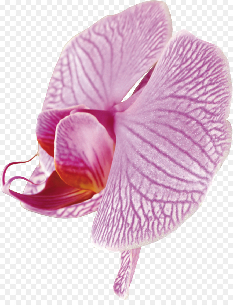 Orquídea Rosa，Pétalas PNG