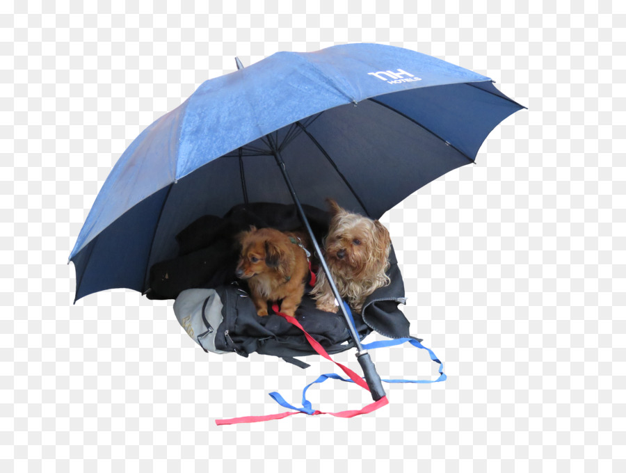 Cão，Chuva PNG