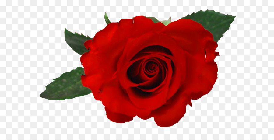 Rosas Vermelhas，Florescer PNG