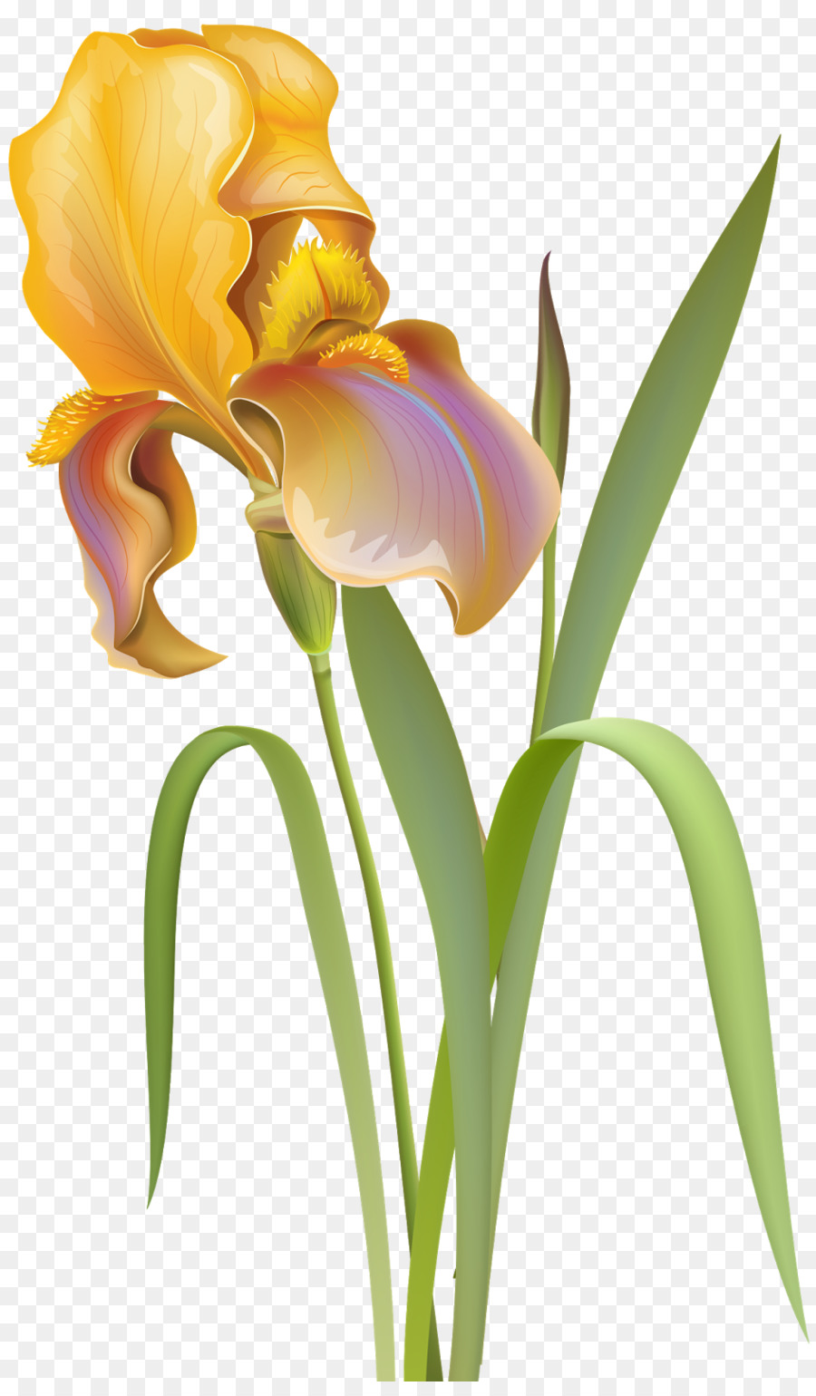 Flor Amarela，Florescer PNG