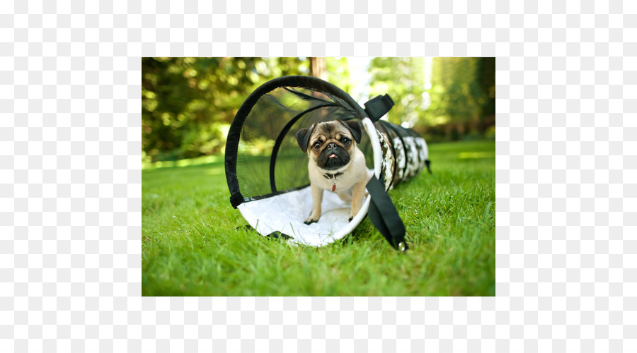 Filhote De Cachorro，Brinquedos Para Cães PNG