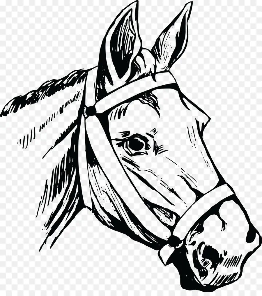 Cavalo，Desenho PNG