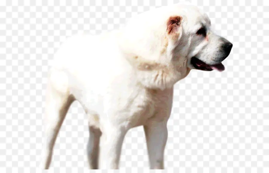 Akbash Dog，ásia Central Cão De Pastor PNG