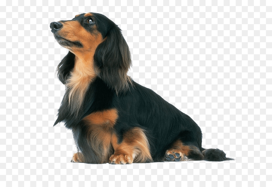 Cachorro Dachshund，Bicho De Estimação PNG