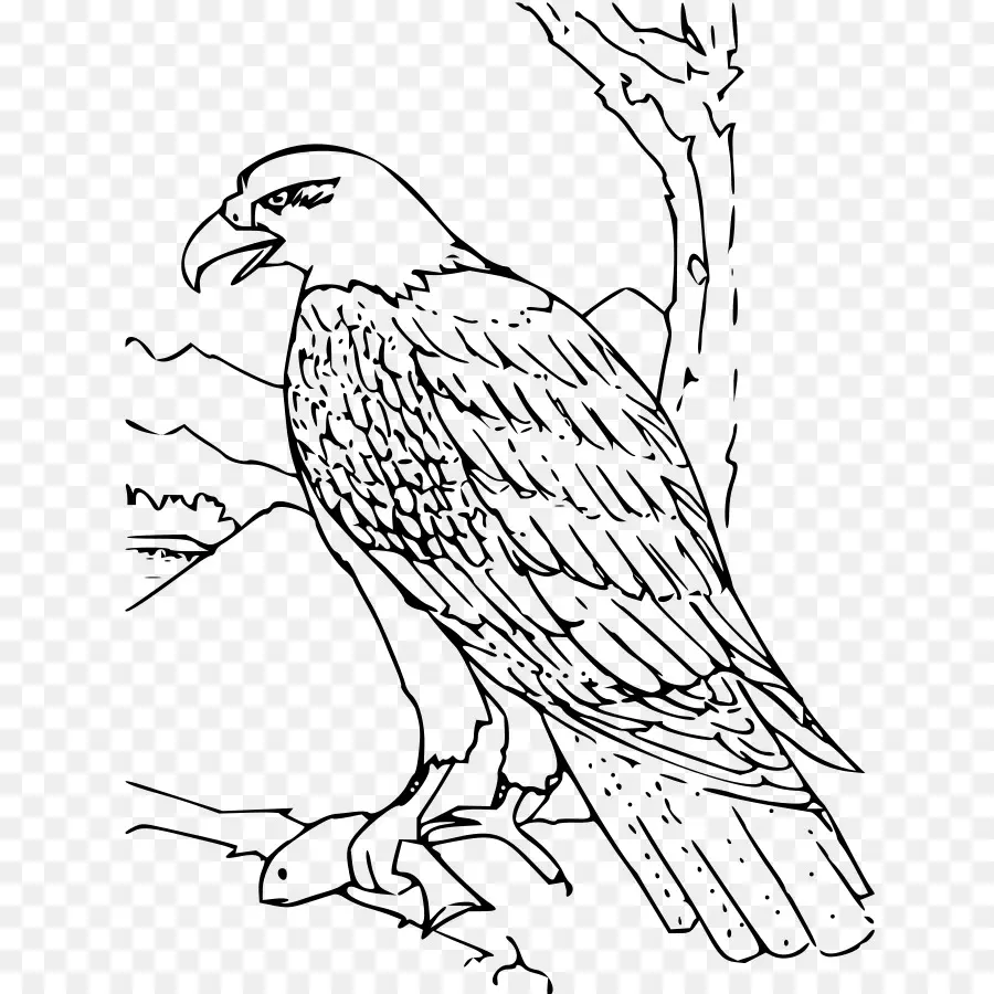 águia Careca，Livro De Colorir PNG