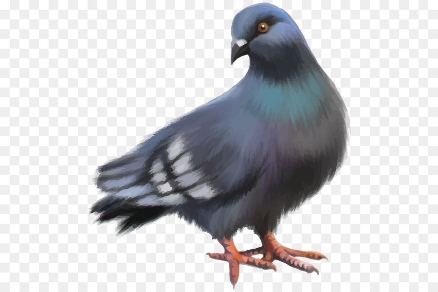 Aves，Streptopelia PNG